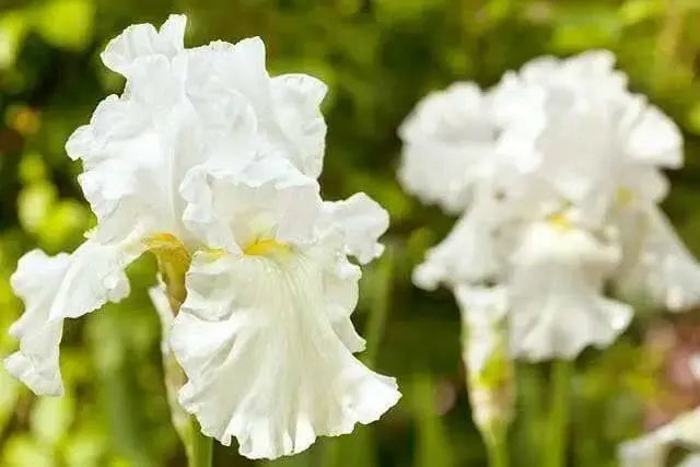 Immortality  Reblooming  White Iris,Bearded Iris |  Perennial Bareroot Plant - Caribbean garden seed