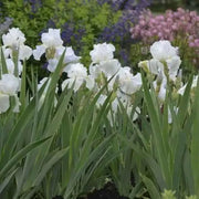 Immortality  Reblooming  White Iris,Bearded Iris |  Perennial Bareroot Plant - Caribbean garden seed