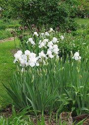 Immortality  Reblooming  White Iris,Bearded Iris |  Perennial Bareroot Plant - Caribbean garden seed