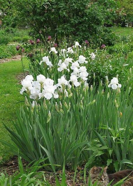 Immortality  Reblooming  White Iris,Bearded Iris |  Perennial Bareroot Plant - Caribbean garden seed