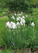 Immortality  Reblooming  White Iris,Bearded Iris |  Perennial Bareroot Plant - Caribbean garden seed