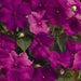 Impatiens Seeds ,annual flowers,xtreme lilac - Caribbean garden seed