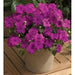 Impatiens Seeds ,annual flowers,xtreme lilac - Caribbean garden seed