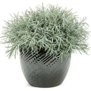 Icicles Licorice Plantt (LIVE STARTER PLANT) Trailing Dusty Miller - Caribbean garden seed