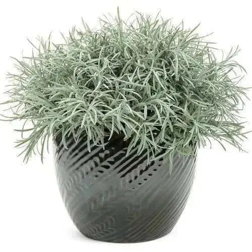 Icicles Licorice Plantt (LIVE STARTER PLANT) Trailing Dusty Miller - Caribbean garden seed