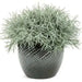 Icicles Licorice Plantt (LIVE STARTER PLANT) Trailing Dusty Miller - Caribbean garden seed