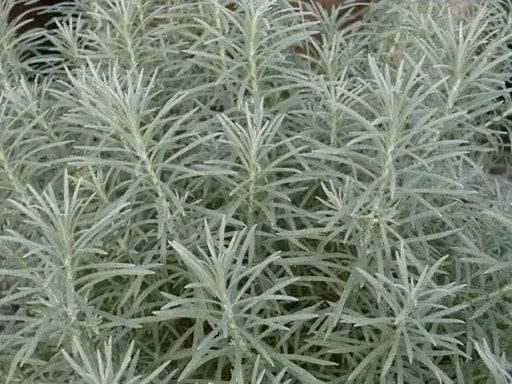 Icicles Licorice Plantt (LIVE STARTER PLANT) Trailing Dusty Miller - Caribbean garden seed