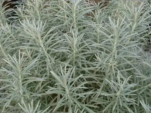 Icicles Licorice Plantt (LIVE STARTER PLANT) Trailing Dusty Miller - Caribbean garden seed