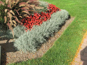 Icicles Licorice Plantt (LIVE STARTER PLANT) Trailing Dusty Miller - Caribbean garden seed