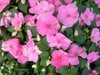 Impatiens Seeds - Baby Pink - Perfect for Shady Spots ,Containers, Hanging Baskets, window boxes,  garden beds,dcontinuous color - Caribbean garden seed