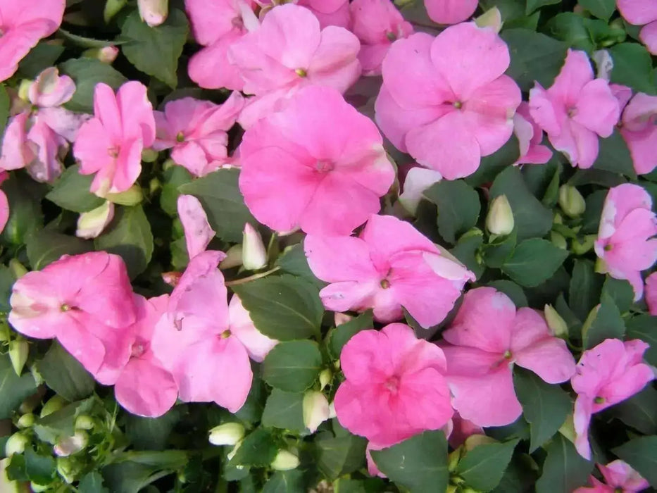 Impatiens Seeds - Baby Pink - Perfect for Shady Spots ,Containers, Hanging Baskets, window boxes,  garden beds,dcontinuous color - Caribbean garden seed