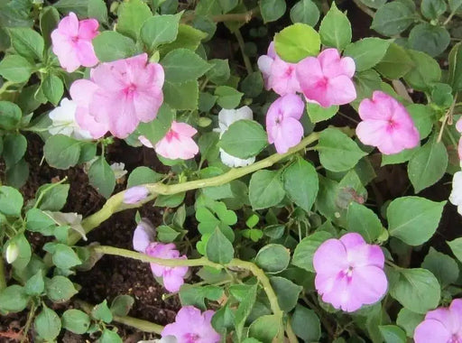 Impatiens Seeds - Baby Pink - Perfect for Shady Spots ,Containers, Hanging Baskets, window boxes,  garden beds,dcontinuous color - Caribbean garden seed