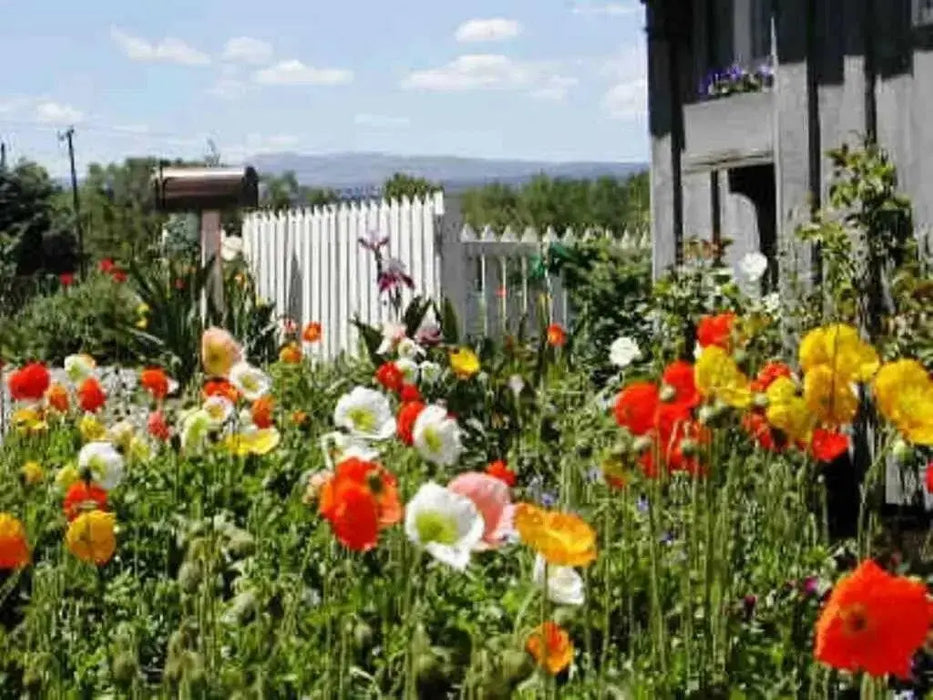Iceland Poppy Seeds (Papaver Rhoeas) Annual wildflowes, - Caribbean garden seed