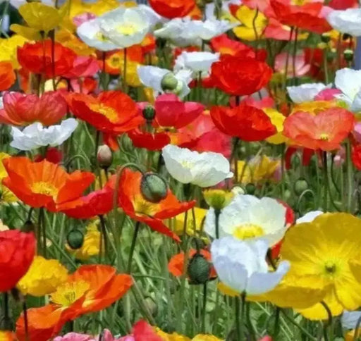 Iceland Poppy Seeds (Papaver Rhoeas) Annual wildflowes, - Caribbean garden seed