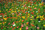 Iceland Poppy Seeds (Papaver Rhoeas) Annual wildflowes, - Caribbean garden seed