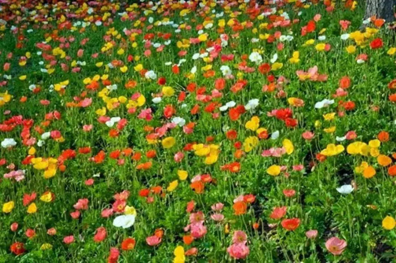 Iceland Poppy Seeds (Papaver Rhoeas) Annual wildflowes, - Caribbean garden seed