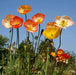 Iceland Poppy Seeds (Papaver Rhoeas) Annual wildflowes, - Caribbean garden seed