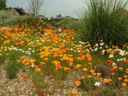 Iceland Poppy Seeds (Papaver Rhoeas) Annual wildflowes, - Caribbean garden seed