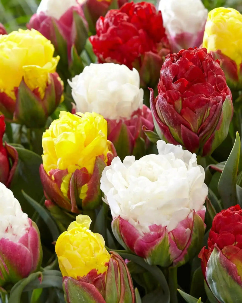ICE CREAM Tulip MIXED (Bulbs) SPRING BLOOM - Caribbean garden seed