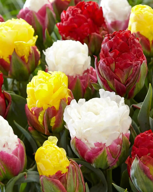 ICE CREAM Tulip MIXED (Bulbs) SPRING BLOOM - Caribbean garden seed