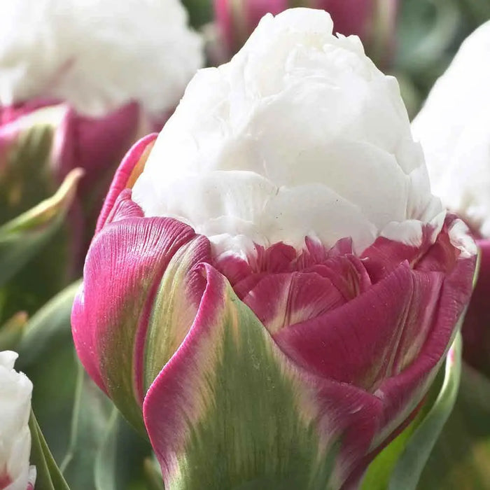 ICE CREAM Tulip MIXED (Bulbs) SPRING BLOOM - Caribbean garden seed
