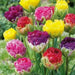 ICE CREAM Tulip MIXED (Bulbs) SPRING BLOOM - Caribbean garden seed