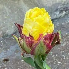 ICE CREAM Tulip MIXED (Bulbs) SPRING BLOOM - Caribbean garden seed
