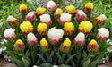 ICE CREAM Tulip MIXED (Bulbs) SPRING BLOOM - Caribbean garden seed
