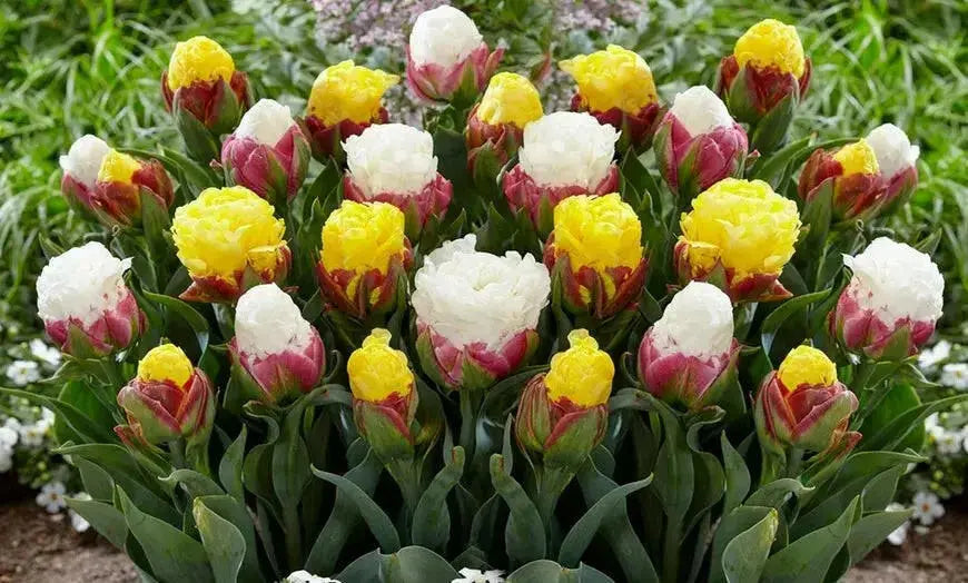 ICE CREAM Tulip MIXED (Bulbs) SPRING BLOOM - Caribbean garden seed