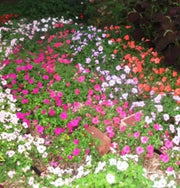 Impatiens Flowers Seeds -  Impreza Rose ~Great for shaded area ,Containers, Hanging Baskets, window boxes,  garden beds,dcontinuous color - Caribbean garden seed