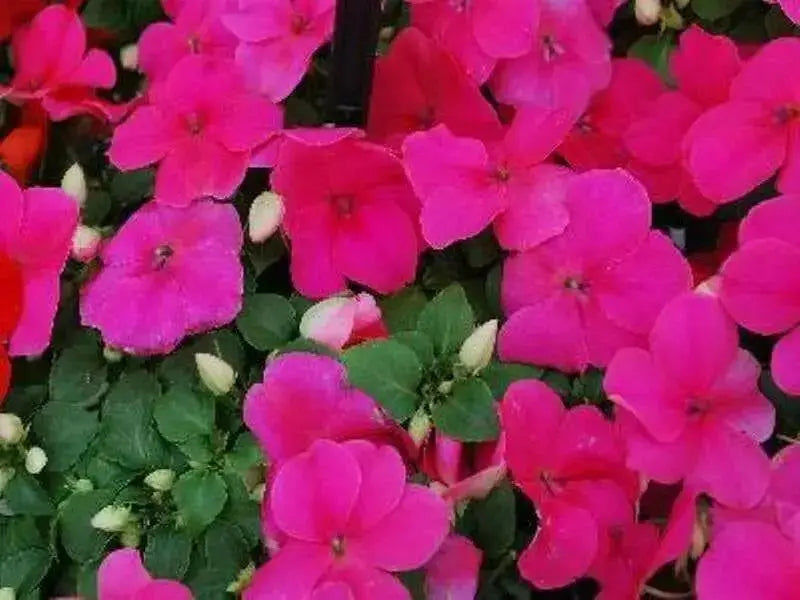 Impatiens Flowers Seeds -  Impreza Rose ~Great for shaded area ,Containers, Hanging Baskets, window boxes,  garden beds,dcontinuous color - Caribbean garden seed