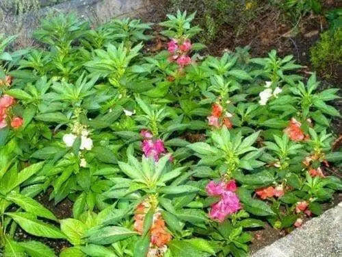 Impatiens Balsam ( Mix SEEDS) Mix of rose, white, scarlet and violet.Balsamina - Caribbean garden seed