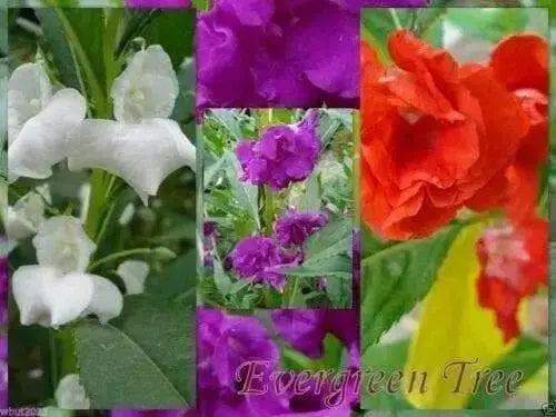 Impatiens Balsam ( Mix SEEDS) Mix of rose, white, scarlet and violet.Balsamina - Caribbean garden seed