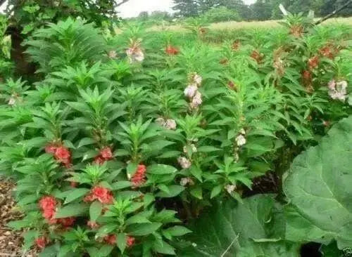 Impatiens Balsam ( Mix SEEDS) Mix of rose, white, scarlet and violet.Balsamina - Caribbean garden seed