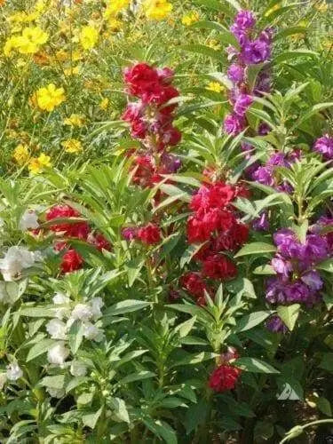 Impatiens Balsam ( Mix SEEDS) Mix of rose, white, scarlet and violet.Balsamina - Caribbean garden seed