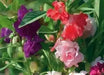 Impatiens Balsam ( Mix SEEDS) Mix of rose, white, scarlet and violet.Balsamina - Caribbean garden seed
