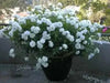 Iceberg Modern Climber  (1 Plant) Border, Cut Flowers,Ornamental, Outdoor - Caribbean garden seed