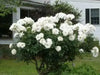 Iceberg Modern Climber  (1 Plant) Border, Cut Flowers,Ornamental, Outdoor - Caribbean garden seed