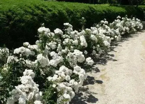 Iceberg Modern Climber  (1 Plant) Border, Cut Flowers,Ornamental, Outdoor - Caribbean garden seed