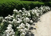 Iceberg Modern Climber  (1 Plant) Border, Cut Flowers,Ornamental, Outdoor - Caribbean garden seed
