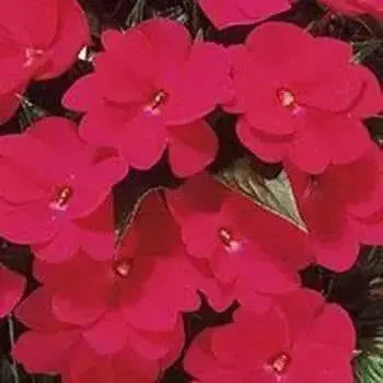 Impatiens Seeds - Baby Scarlet, (XTREME RED)Huge, deep red flowers  Add some eye-popping, bright scarlet color to your shady areas - Caribbean garden seed