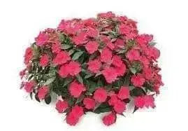 Impatiens Seeds - Baby Scarlet, (XTREME RED)Huge, deep red flowers  Add some eye-popping, bright scarlet color to your shady areas - Caribbean garden seed
