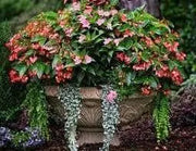 Impatiens Seeds - Baby Scarlet, (XTREME RED)Huge, deep red flowers  Add some eye-popping, bright scarlet color to your shady areas - Caribbean garden seed