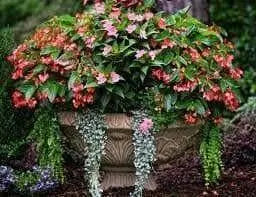 Impatiens Seeds - Baby Scarlet, (XTREME RED)Huge, deep red flowers  Add some eye-popping, bright scarlet color to your shady areas - Caribbean garden seed