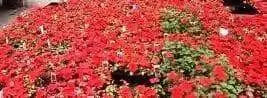 Impatiens Seeds - Baby Scarlet, (XTREME RED)Huge, deep red flowers  Add some eye-popping, bright scarlet color to your shady areas - Caribbean garden seed