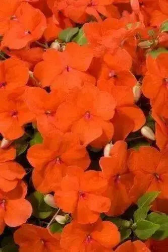 Impatiens Flowers SEED (Orange) Perfect for Shady Spots - Caribbean garden seed