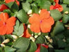 Impatiens Flowers SEED (Orange) Perfect for Shady Spots - Caribbean garden seed