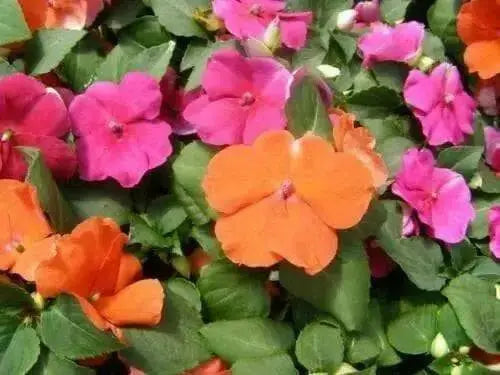 Impatiens Flowers SEED (Orange) Perfect for Shady Spots - Caribbean garden seed