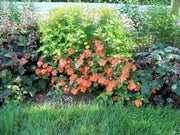 Impatiens Flowers SEED (Orange) Perfect for Shady Spots - Caribbean garden seed