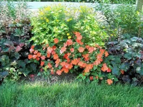 Impatiens Flowers SEED (Orange) Perfect for Shady Spots - Caribbean garden seed
